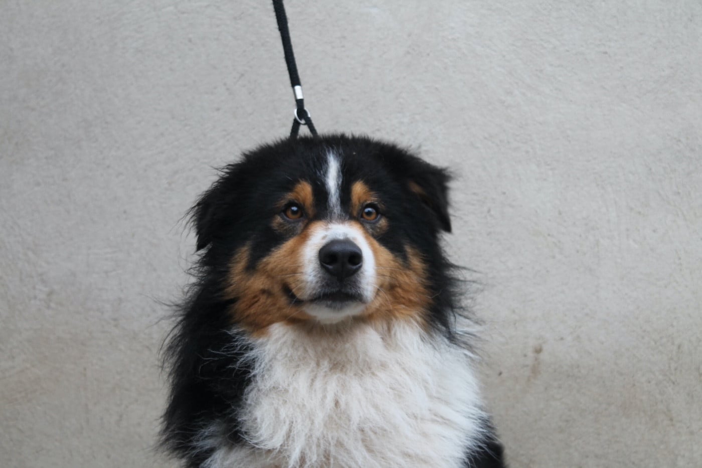 Tiago Du rivage des mille etangs