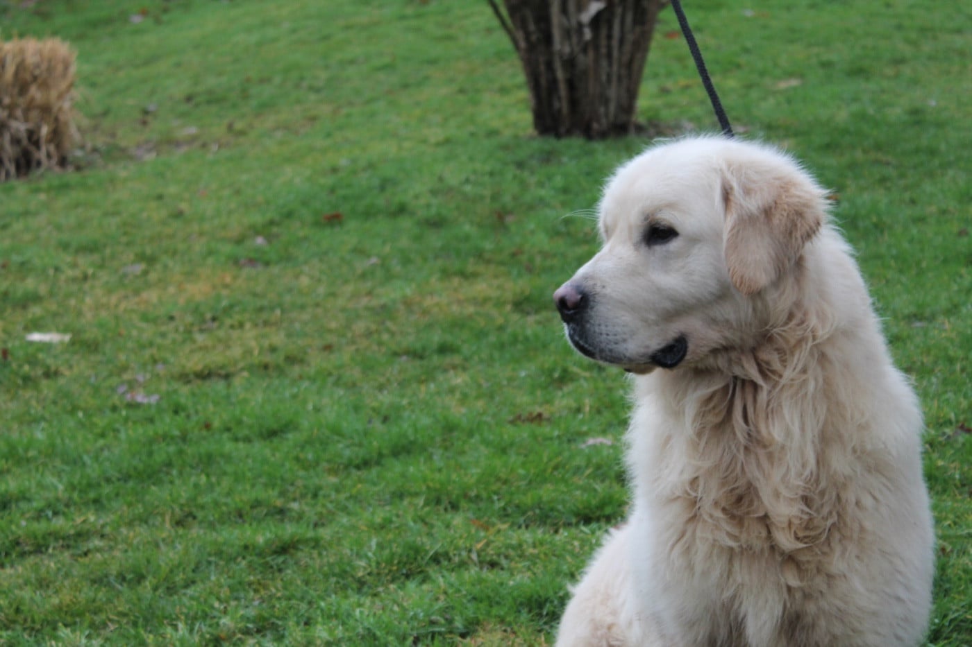 Urano De La Colline D'Eole