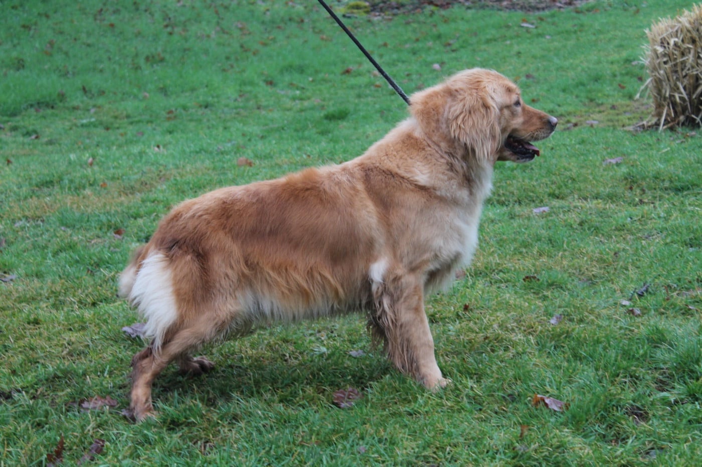 Toblerone Du pré moussey