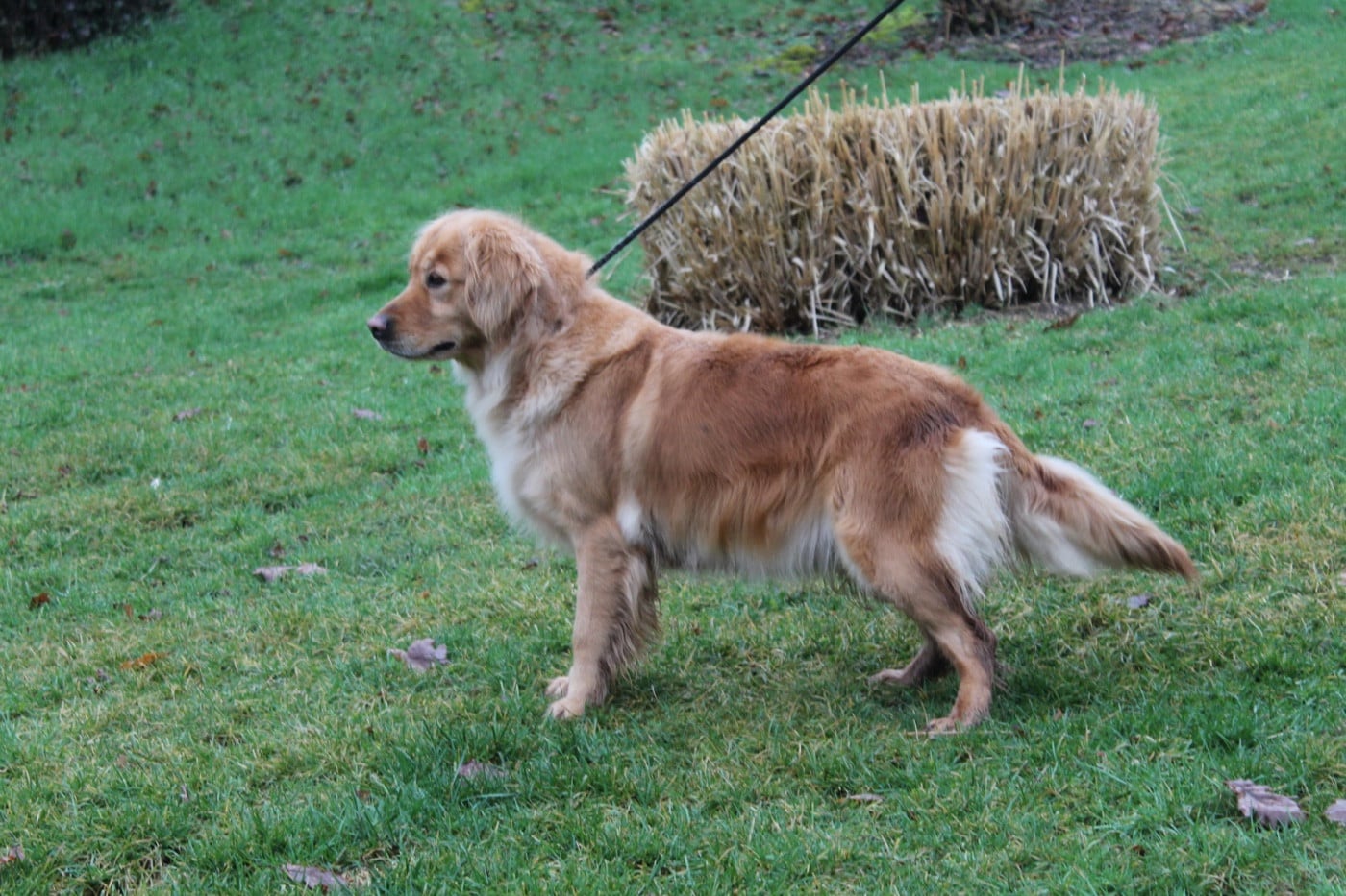 Toblerone Du pré moussey