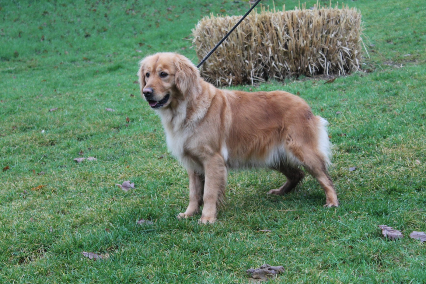Toblerone Du pré moussey