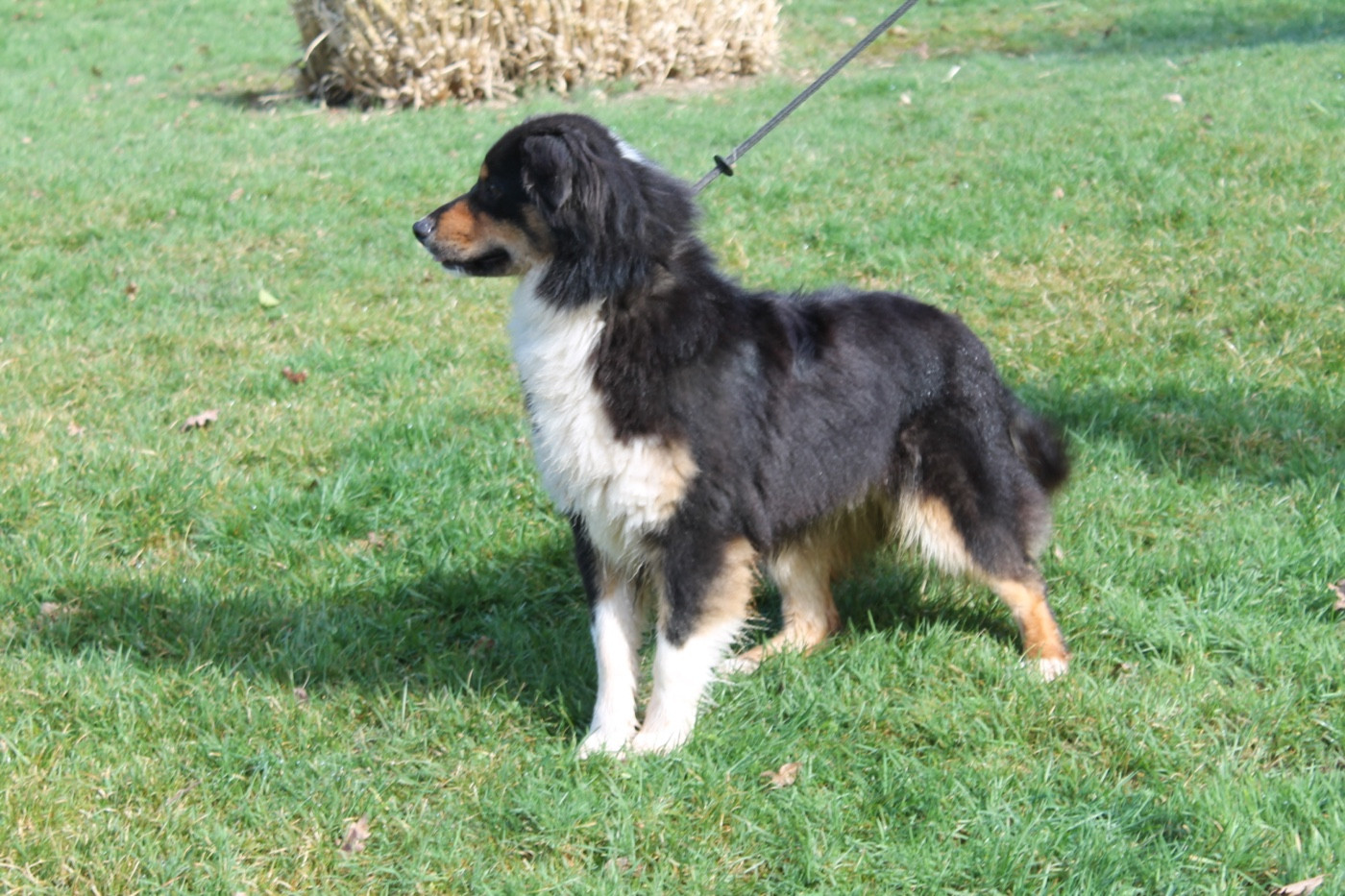 V' flash Du rivage des mille etangs