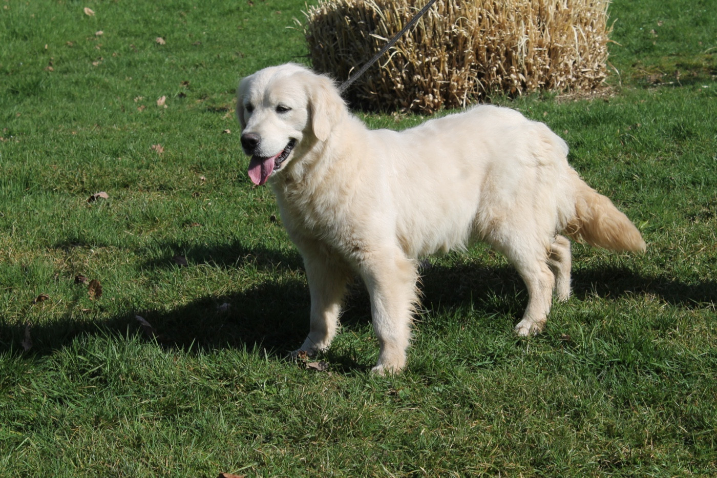 Zirca Du rivage des mille etangs