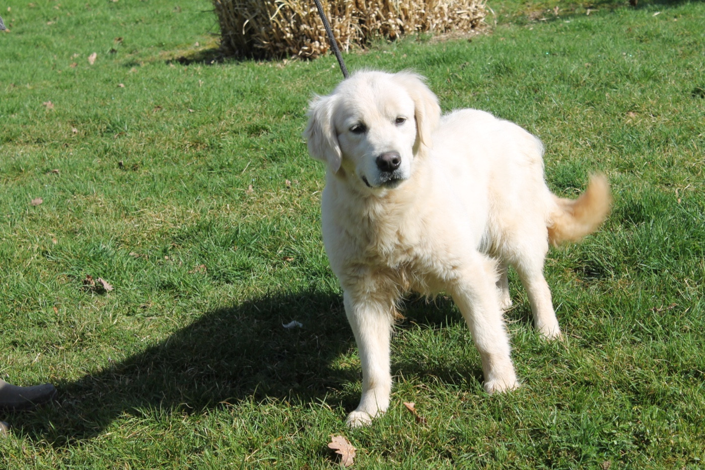 Zirca Du rivage des mille etangs