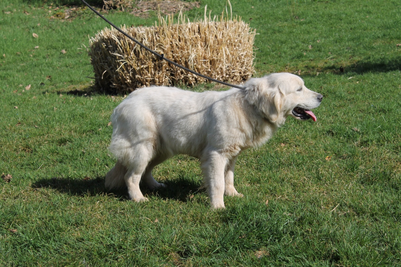 Zirca Du rivage des mille etangs