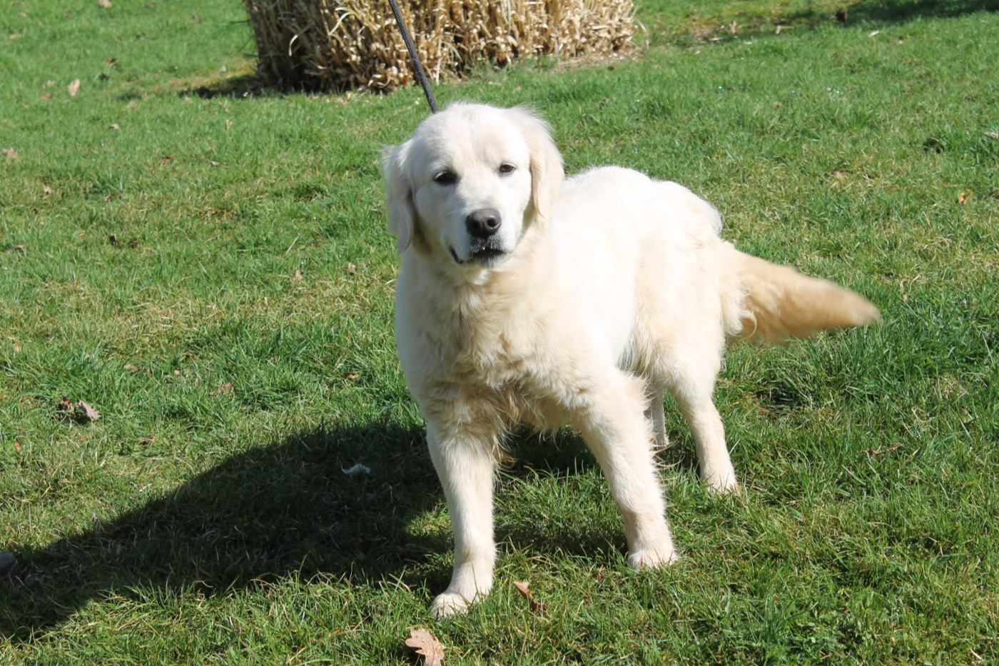 Zirca Du rivage des mille etangs