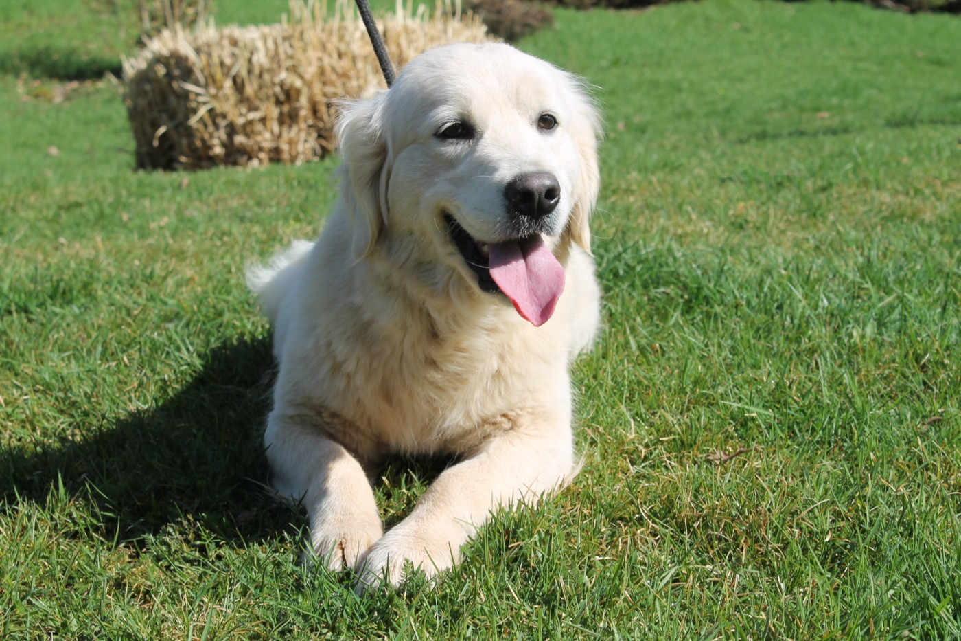 Zirca Du rivage des mille etangs