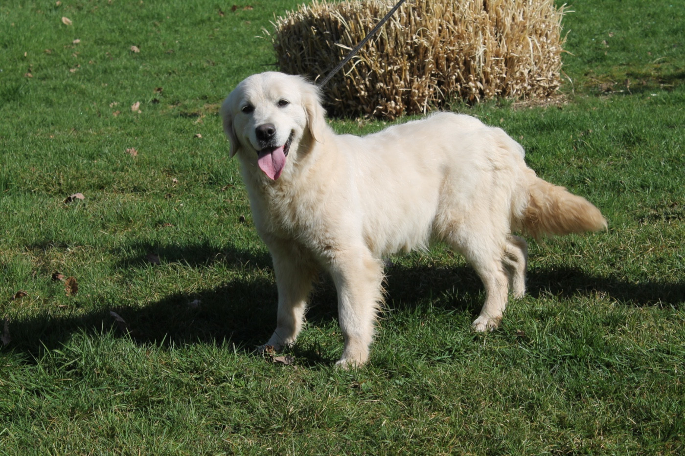 Zirca Du rivage des mille etangs