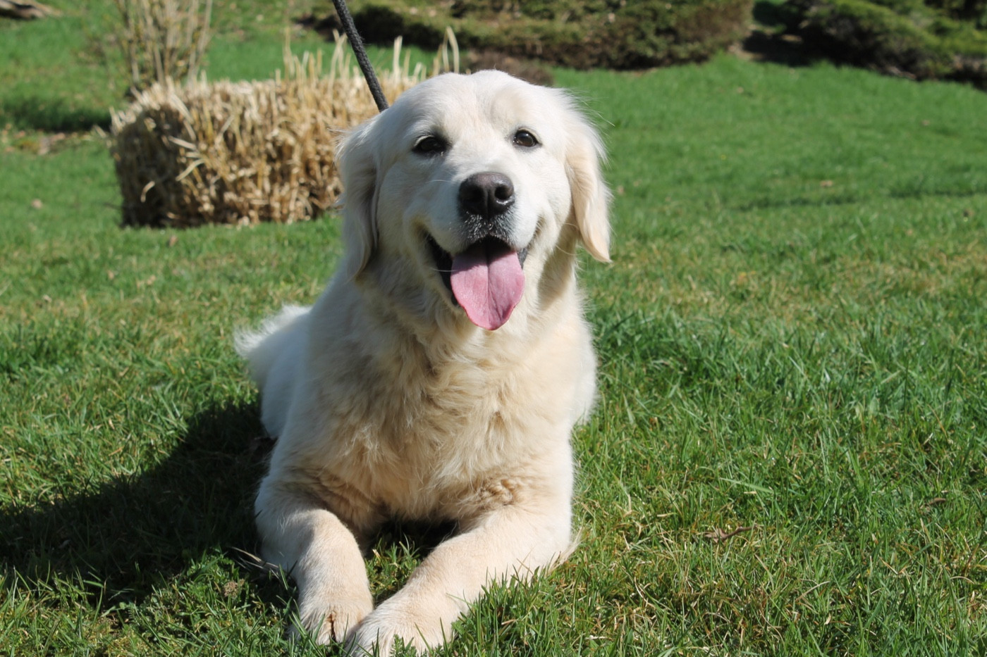 Zirca Du rivage des mille etangs