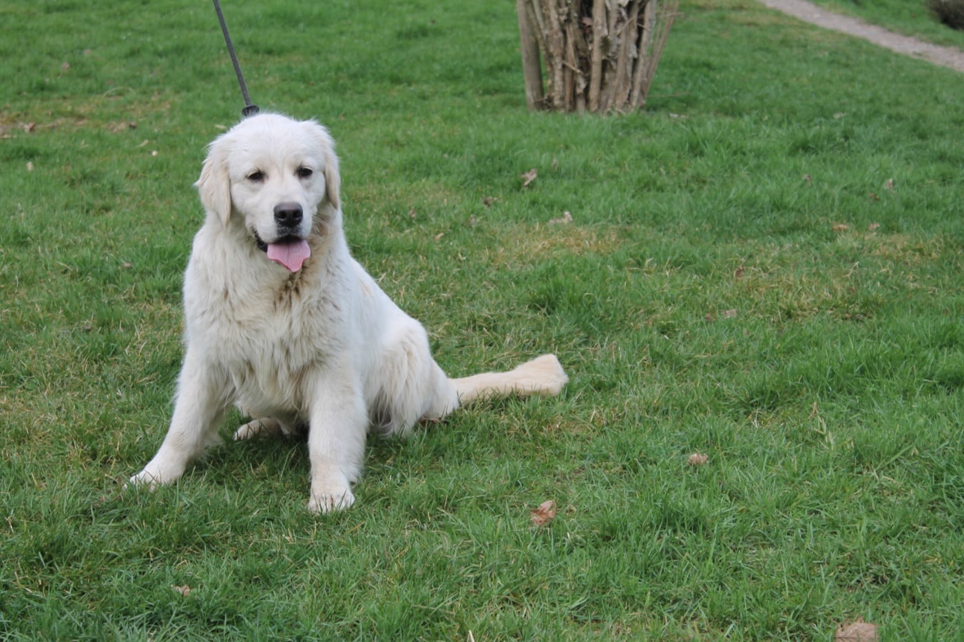 Publication : Du rivage des mille etangs