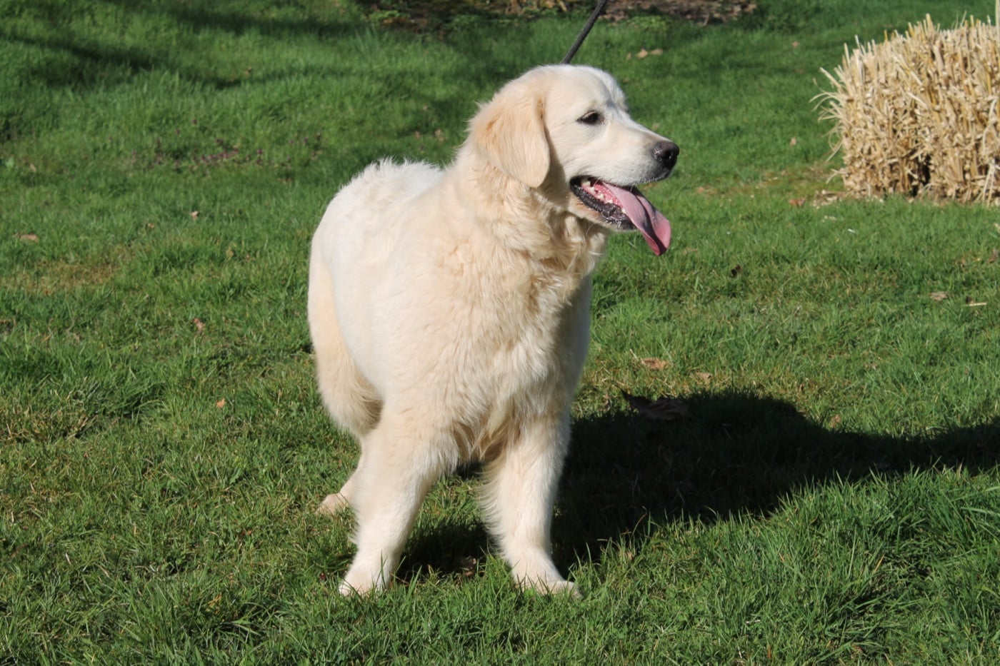 Publication : Du rivage des mille etangs Auteur : Christelle le 12 mars 2026