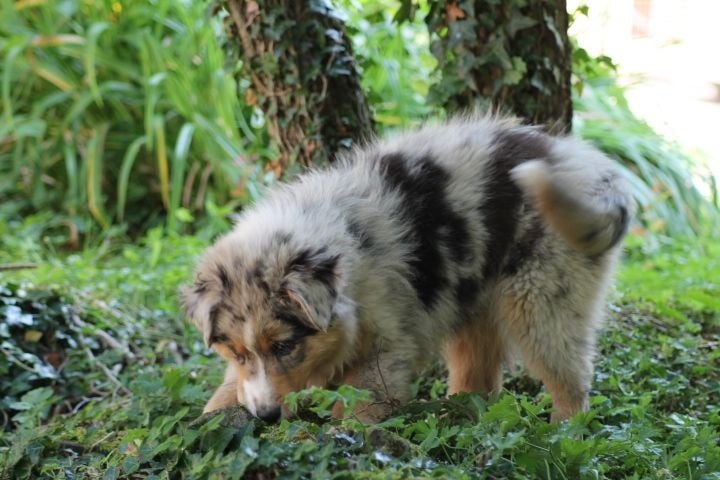 Publication : Du rivage des mille etangs Auteur : Christelle