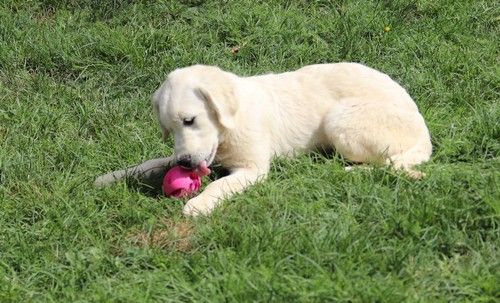 Publication : Du rivage des mille etangs