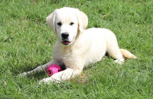 Publication : Du rivage des mille etangs