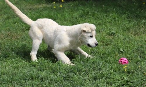 Publication : Du rivage des mille etangs