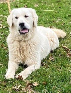 Publication : Du rivage des mille etangs