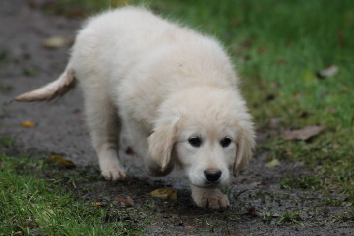 Publication : Du rivage des mille etangs Auteur : Christelle