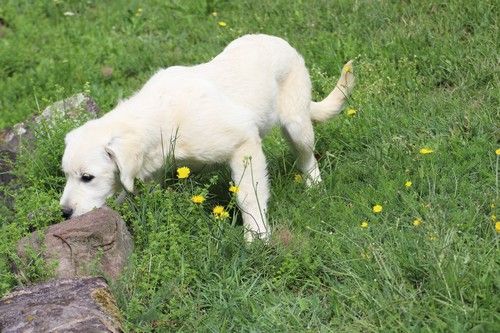 Publication : Du rivage des mille etangs