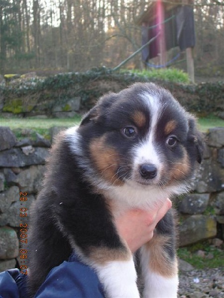 California dream Du rivage des mille etangs