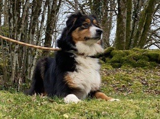 Tweenie Du rivage des mille etangs