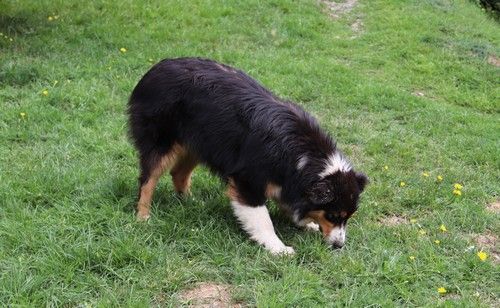 Tweenie Du rivage des mille etangs