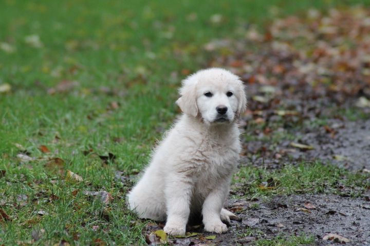 Publication : Du rivage des mille etangs Auteur : Christelle