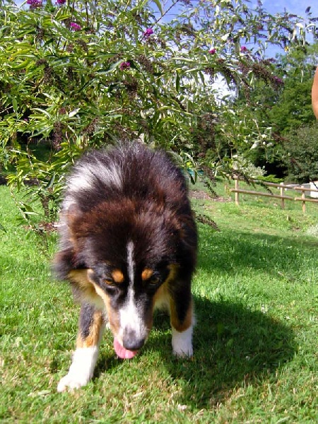 California dream Du rivage des mille etangs