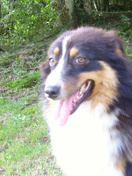 California dream Du rivage des mille etangs