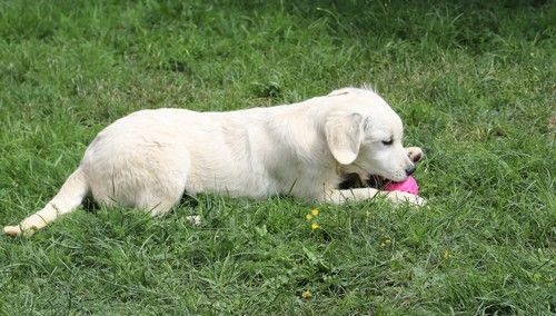 Publication : Du rivage des mille etangs