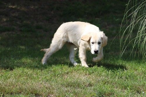 Publication : Du rivage des mille etangs Auteur : Christelle 06 juillet 2023