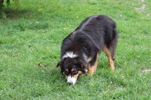 Tweenie Du rivage des mille etangs