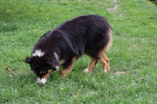 Tweenie Du rivage des mille etangs