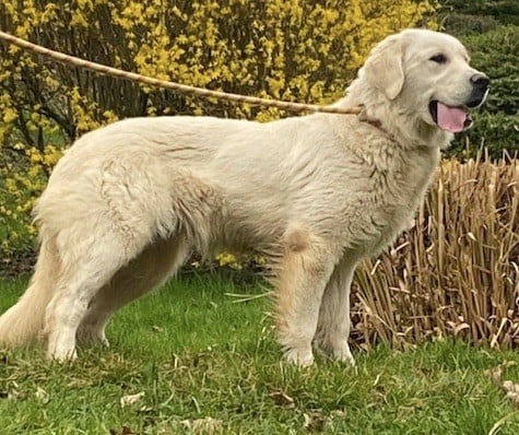 Publication : Du rivage des mille etangs