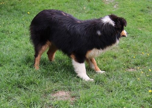 Tweenie Du rivage des mille etangs