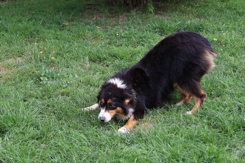 Tweenie Du rivage des mille etangs