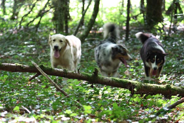 C'kiona Du rivage des mille etangs