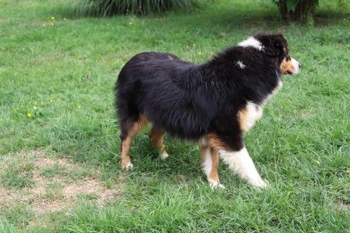 Tweenie Du rivage des mille etangs