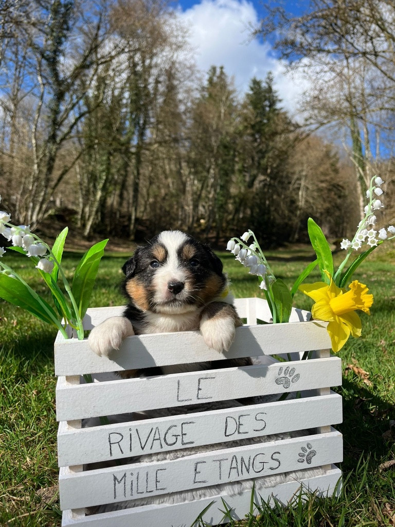 Femelle F3 noire tricolore queue longue BEVERLY