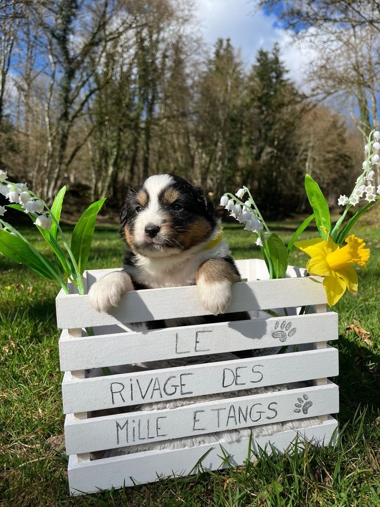 Femelle F3 noire tricolore queue longue BEVERLY