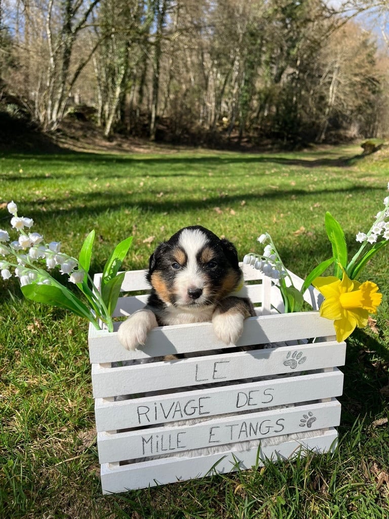Femelle F3 noire tricolore queue longue BEVERLY