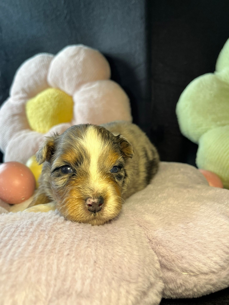 Femelle bleue merle queue longue