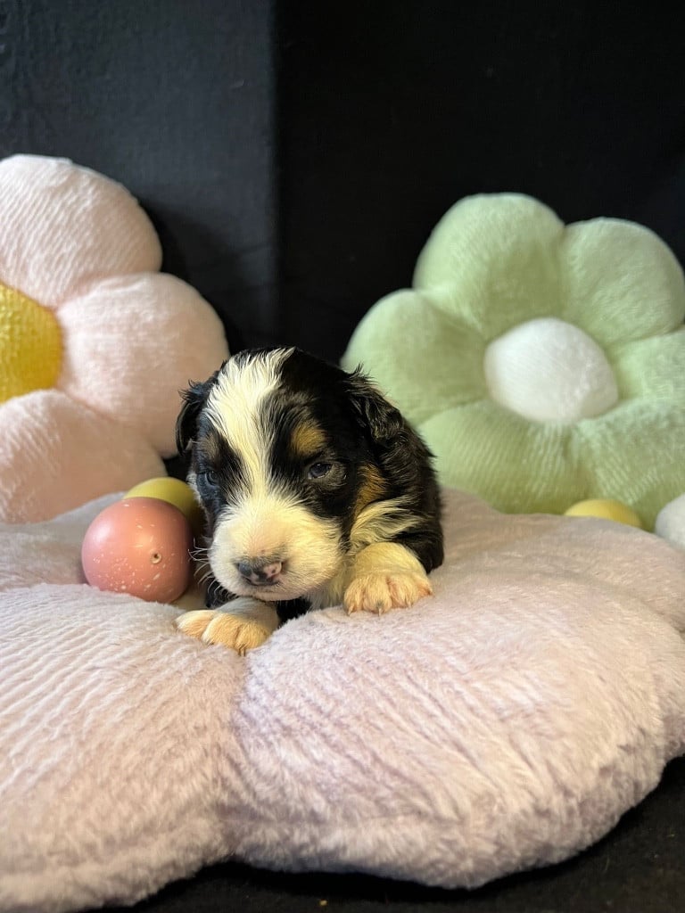 Femelle F2 noire tricolore queue longue