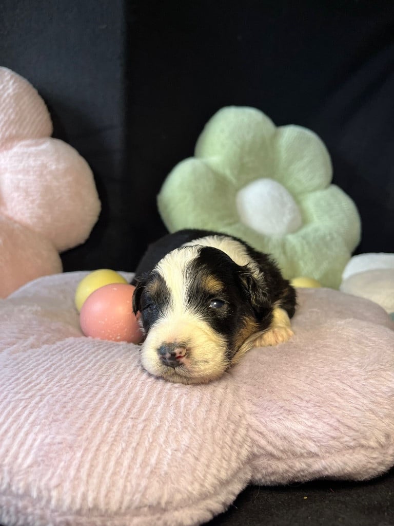 Femelle F2 noire tricolore queue longue