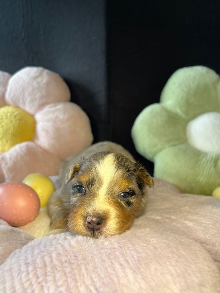 Femelle bleue merle queue longue