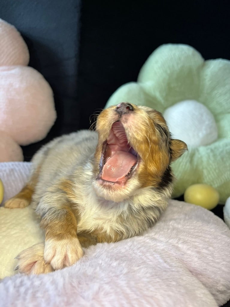 Femelle bleue merle queue longue