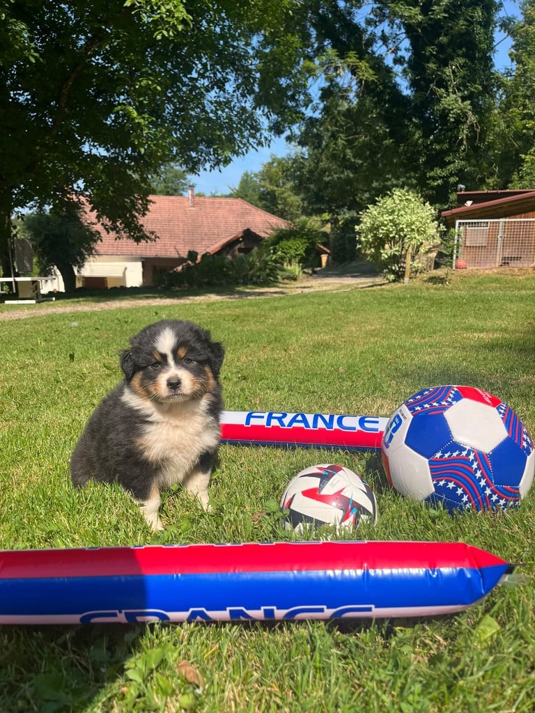 Femelle noire tricolore QCN BLACK PANTHER