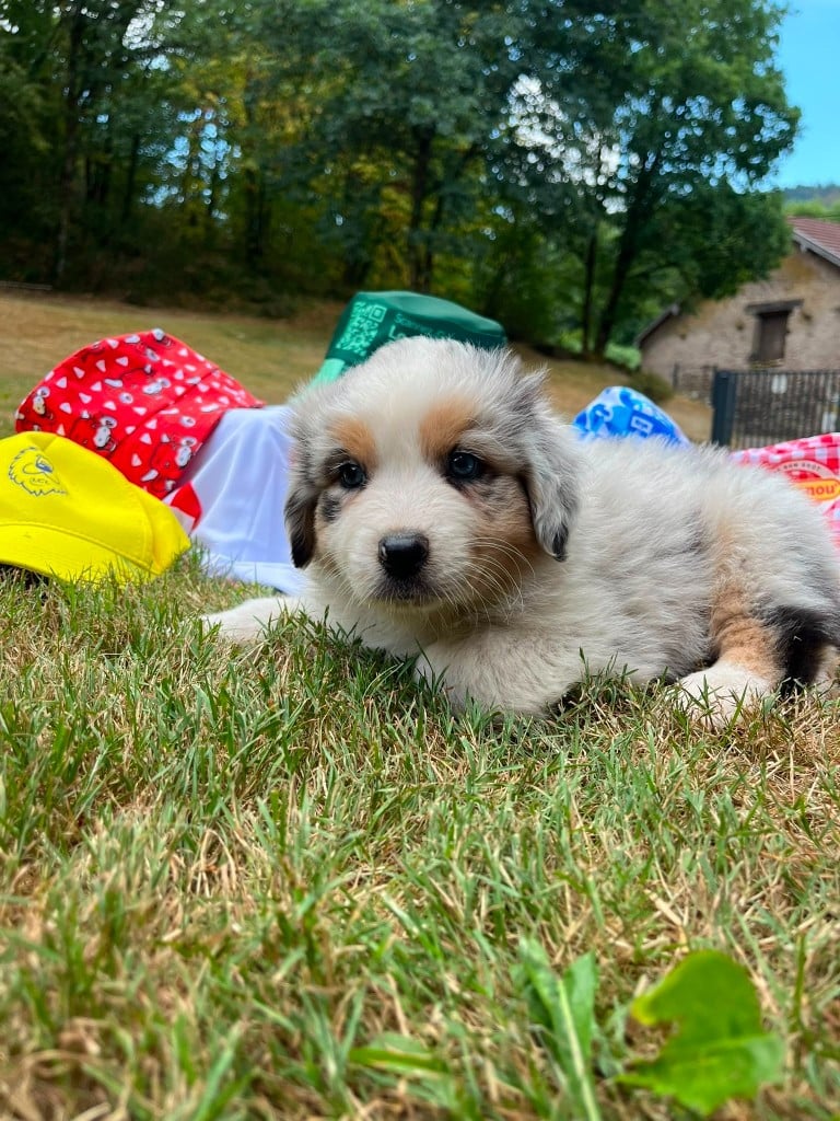 Mâle M2 bleu merle queue courte naturelle BIANCO