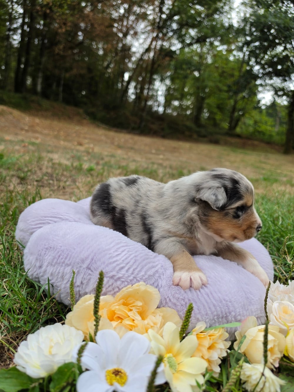 Mâle bleu merle queue courte