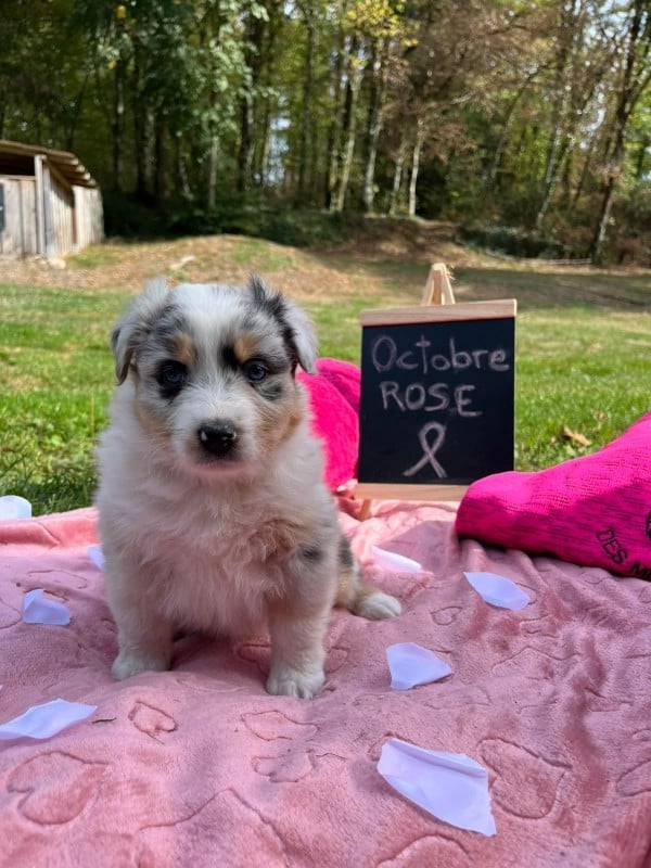 Femelle F2 bleue merle queue courte nat BLUE