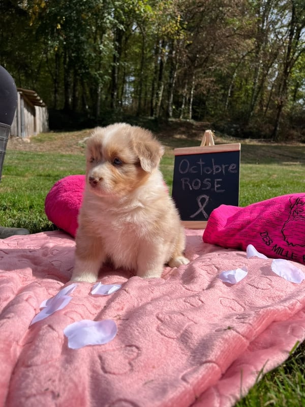 Femelle F1 rouge merle queue courte nat BUBBLE
